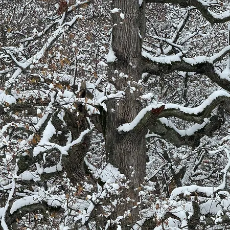 Plne Vybavena Stylova V Malych Karpatoch Chalet *