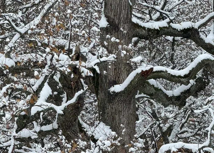 Plne Vybavená štýlová V Malých Karpatoch Chalet *